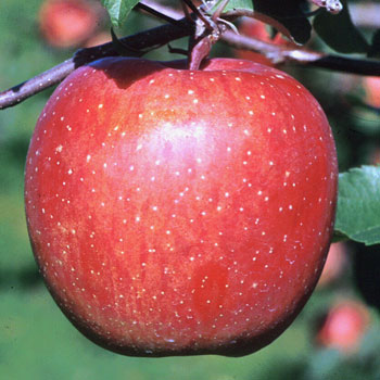 「サンふじ、ふじ」甘みが強い品種です。芳香が全然ちがいます。