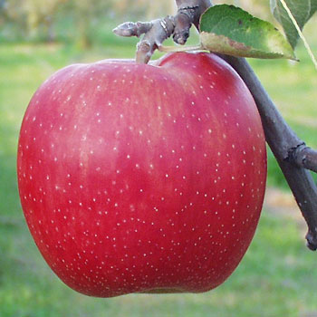 「ジョナゴールド」おもいっきり、甘酸っぱいりんごを体験できます。