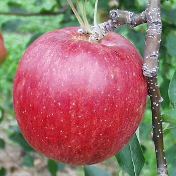 「つがる」 この時期最高。早生の王様です。