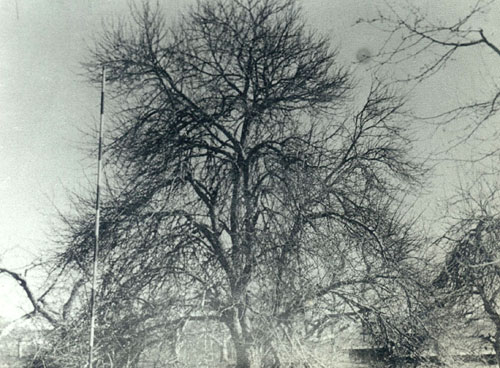 無剪定のりんごの木1